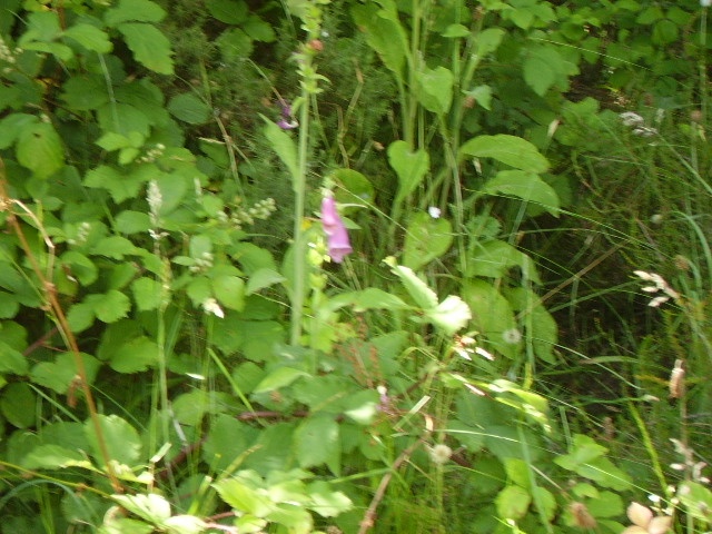 <img:stuff/.foxgloves.jpg>