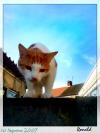 <img100*0:stuff/.ronald-cat.jpg>