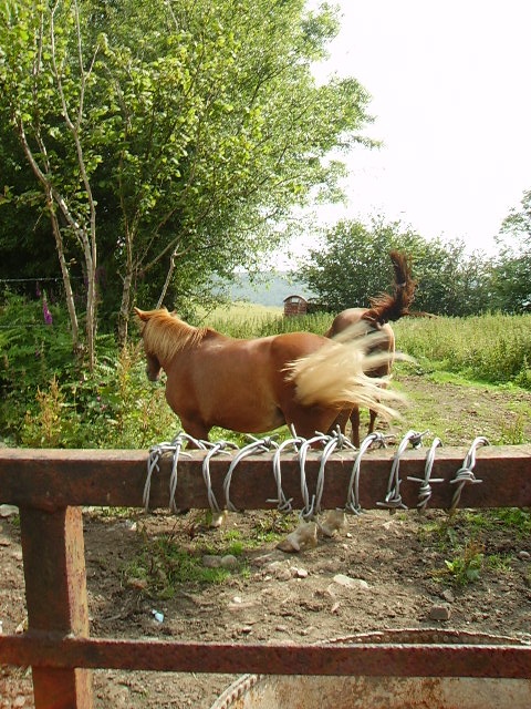 <img:stuff/.showhorses.jpg>