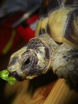 <img300*0:stuff/10daystrinturtle.jpg>