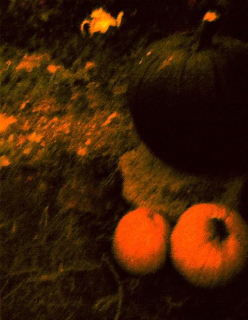 <img500*0:stuff/3%20pumpkins%20dark.jpg>