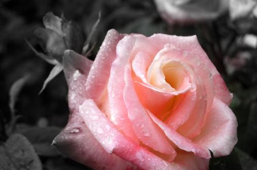A_rose_by_any_other_name