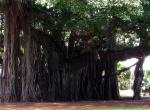 <img150*0:stuff/Banyan%20Trees%20(3).JPG>