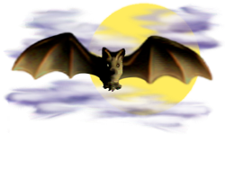 <img:stuff/Bat_center_nightskyMED.png>