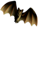 <img:stuff/Bat_right-tilt_wingsnotfullMED.png>