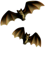 <img:stuff/Bats-2leftNrightMED.png>