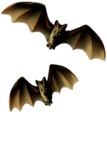 <img:stuff/Bats-2leftNrightMED_rev.png>