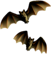 <img:stuff/Bats-2leftNrightSM.png>