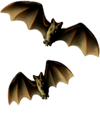 <img:stuff/Bats-2leftNrightSM_rev.png>