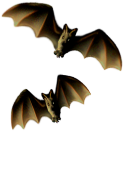 <img:stuff/Bats-2leftNright_rev.png>