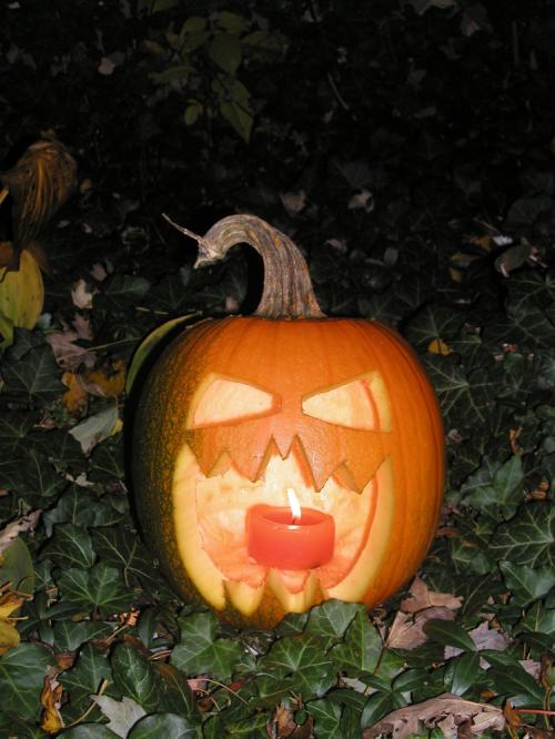 <img500*0:stuff/Bill%20Pumpkin1%20S09.jpg>