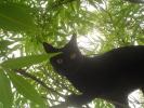 <img0*100:stuff/Black_Cat_on_tree.jpg>
