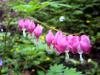 Bleeding_Heart