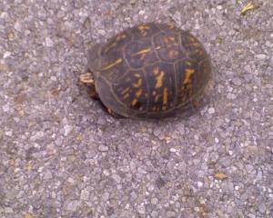 <img300*0:stuff/Box_Turtle.jpg>