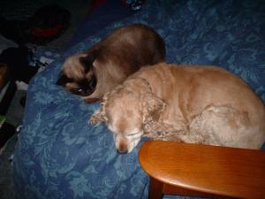 <img300*0:stuff/Brillo_and_Mitzie.jpg>