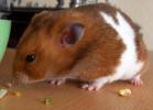 Hamster Pictures