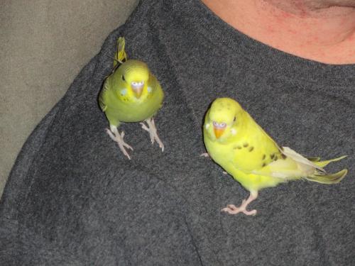 <img500*375:stuff/Budgie_Babies.jpg>