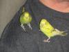 Budgie_Babies