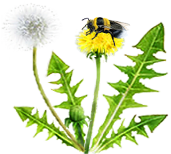 <img:stuff/Bumblebee-dandelion.png>