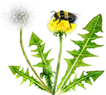 <img:stuff/Bumblebee-dandelion_SM.png>