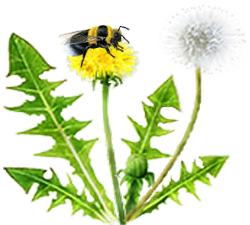 <img:stuff/Bumblebee-dandelion_rev.png>