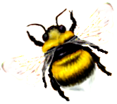 <img:stuff/BumblebeeWhTail_left.png>
