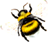 <img:stuff/BumblebeeWhTail_left_Xsm.png>