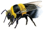 <img:stuff/Bumblebee_crawl_left.png>