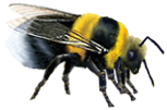 <img:stuff/Bumblebee_crawl_right.png>