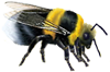 <img:stuff/Bumblebee_crawl_right_SM.png>