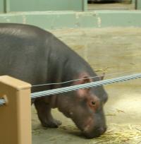 <img200*0:stuff/C%3ADocuments%20and%20SettingsAngiMy%20DocumentsMy%20Pictures2006-03%20(Mar)zoo%20-%20baby%20hippo.JPG>