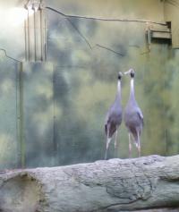 <img200*0:stuff/C%3ADocuments%20and%20SettingsAngiMy%20DocumentsMy%20Pictures2006-03%20(Mar)zoo%20-%20cranes.JPG>