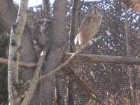<img200*0:stuff/C%3ADocuments%20and%20SettingsAngiMy%20DocumentsMy%20Pictures2006-03%20(Mar)zoo%20-%20great%20horned%20owls.JPG>