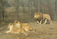 <img200*0:stuff/C%3ADocuments%20and%20SettingsAngiMy%20DocumentsMy%20Pictures2006-03%20(Mar)zoo%20-%20lions.JPG>