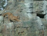 <img200*0:stuff/C%3ADocuments%20and%20SettingsAngiMy%20DocumentsMy%20Pictures2006-03%20(Mar)zoo%20-%20male%20cougar.JPG>