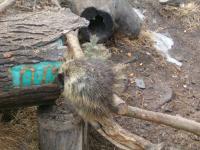 <img200*0:stuff/C%3ADocuments%20and%20SettingsAngiMy%20DocumentsMy%20Pictures2006-03%20(Mar)zoo%20-%20porcupine.JPG>