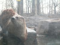 <img200*0:stuff/C%3ADocuments%20and%20SettingsAngiMy%20DocumentsMy%20Pictures2006-03%20(Mar)zoo%20-%20river%20otter%204.JPG>