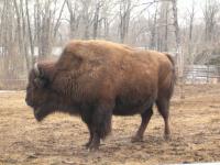 <img200*0:stuff/C%3ADocuments%20and%20SettingsAngiMy%20DocumentsMy%20Pictures2006-03%20(Mar)zoo%20-%20wood%20bison.JPG>
