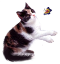 <img:stuff/CalCat-butterfly125.png>