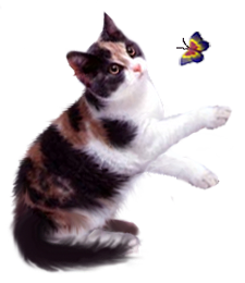 <img:stuff/CalCat-butterfly225.png>