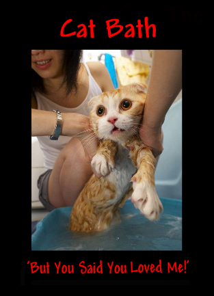 <img:stuff/Cat%20Bath.jpg>