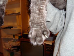 <img300*0:stuff/Cat_paw_from_above.jpg>