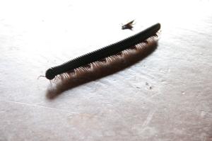 <img300*0:stuff/Centipide_and_cricket_by_freedomflighter.jpg>