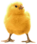 <img:stuff/Chick1.png>