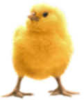 <img:stuff/Chick1Rev.png>