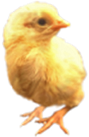 <img:stuff/Chick2.png>