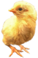 <img:stuff/Chick2Rev.png>