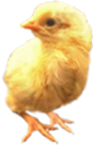 <img:stuff/Chick2RevSM.png>