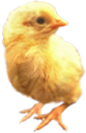 <img:stuff/Chick2SM.png>