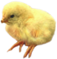 <img:stuff/Chick3Rev.png>